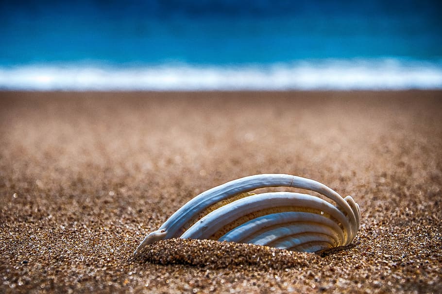 beach, sand, shell, holidays, ocean, summer, water, travel HD wallpaper