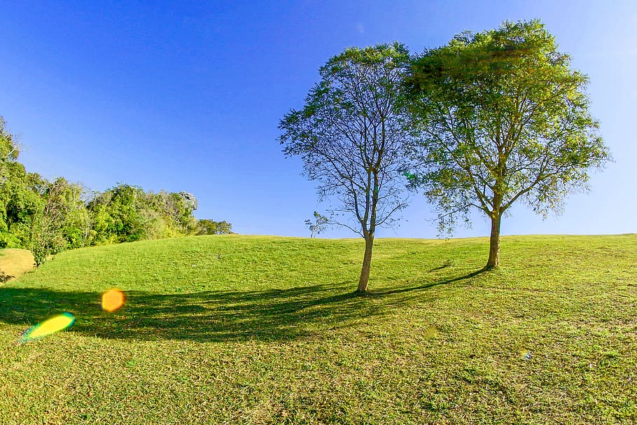 Two Trees Side by Side, bright, daylight, environment, field HD wallpaper