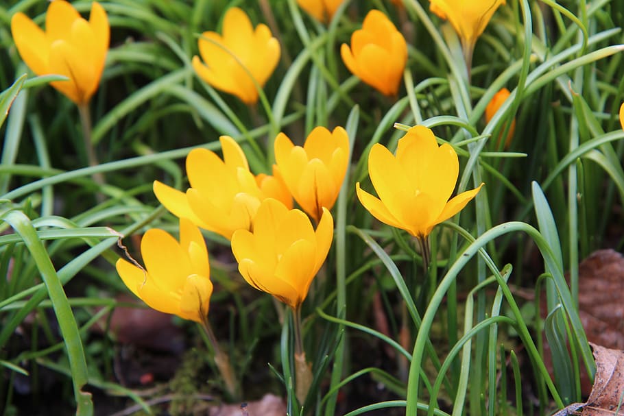 crocus, crocus yellow, flowers, spring, bulb, flowering plant HD wallpaper