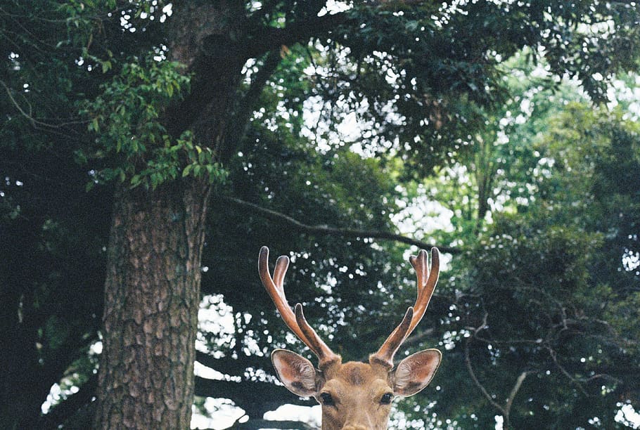 brown deer, tree, plant, mammal, animal, animal themes, animal wildlife HD wallpaper