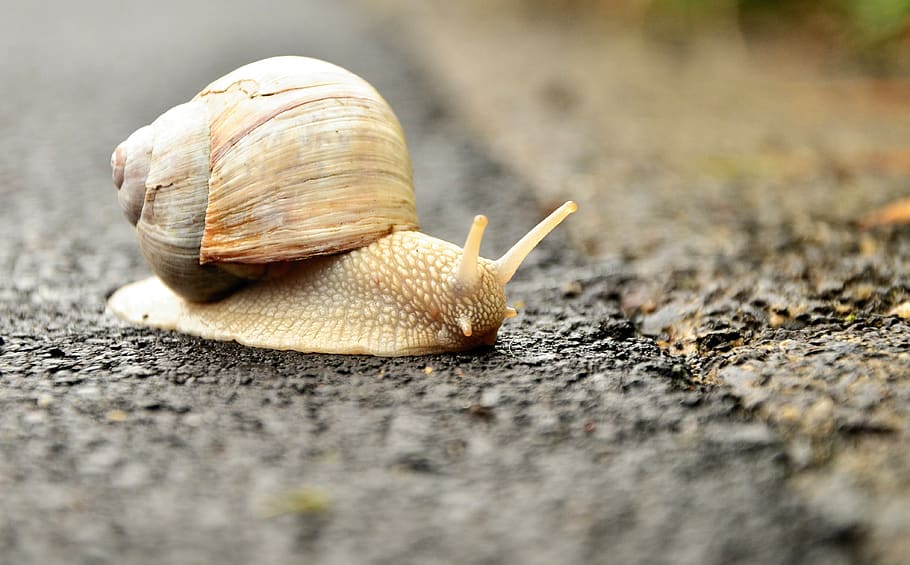 snail, white snail, shell, crawl, mollusk, animal, slowly, nature HD wallpaper