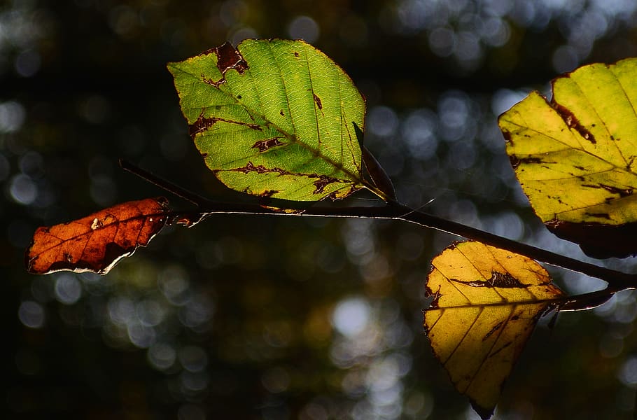Green and Yellow Leaves, beech, leaf, plant part, autumn, change HD wallpaper