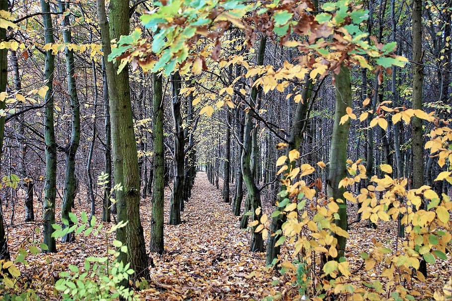 autumn, forest, deciduous, trees, colored, october, series HD wallpaper