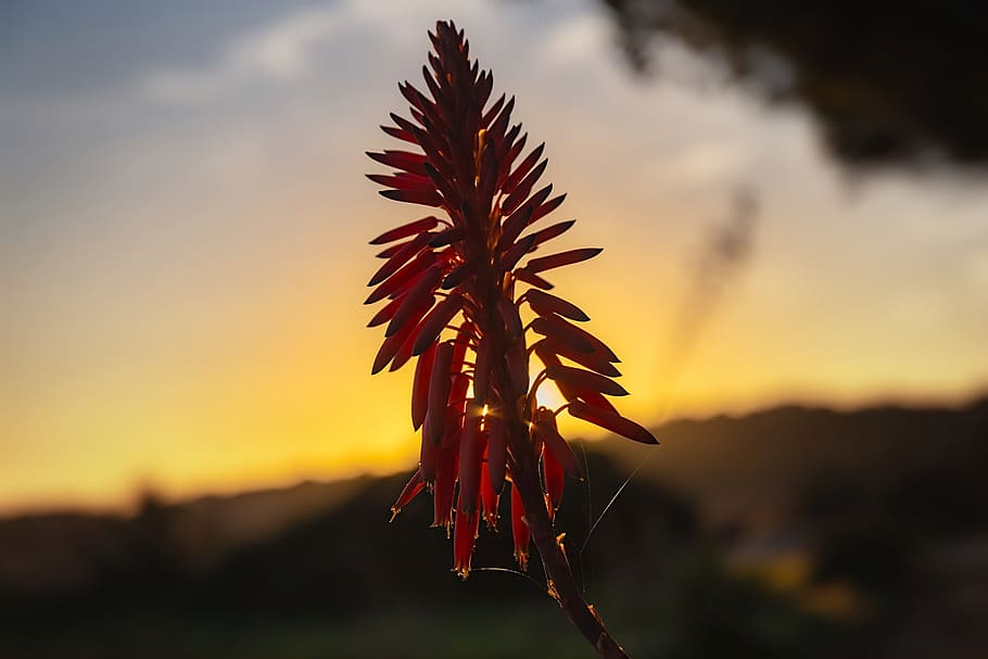 flower, sun, dusk, bloom, blossom, sunshine, clouds, twilight HD wallpaper