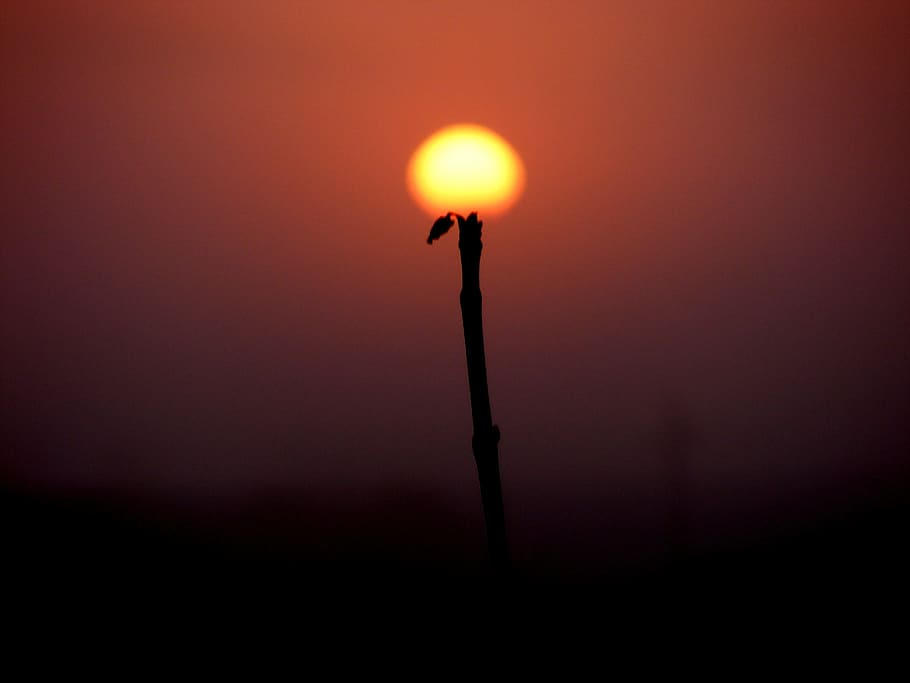 imagination, nature, sun, round, silhouette, no people, close-up HD wallpaper
