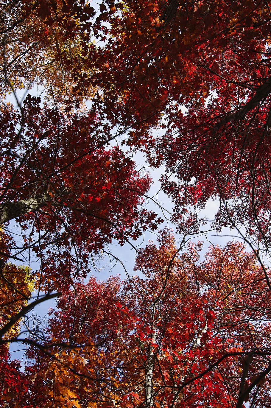 united states, eagan, autumn, fall, red, yellow, trees, fall leaves HD wallpaper