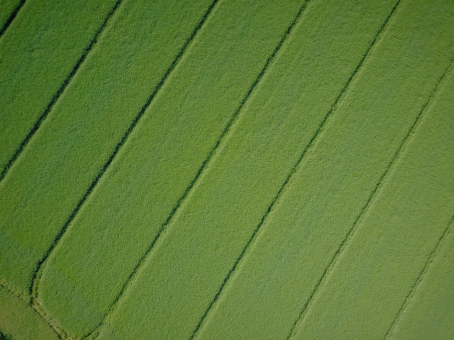 An aerial view of a large patch, full frame, backgrounds, green color HD wallpaper
