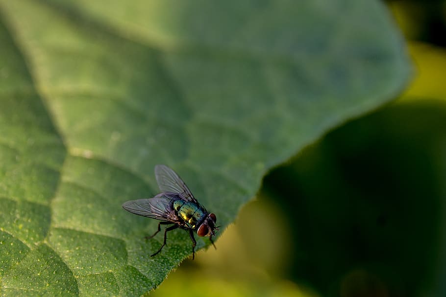 fly, bug, insect, insects, bugs, macro, close, close up, small HD wallpaper