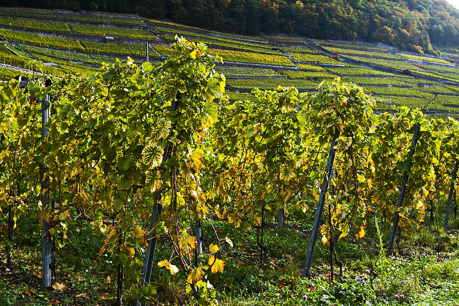 vine, yard, grapes, swiss, growth, plant, land, agriculture HD wallpaper