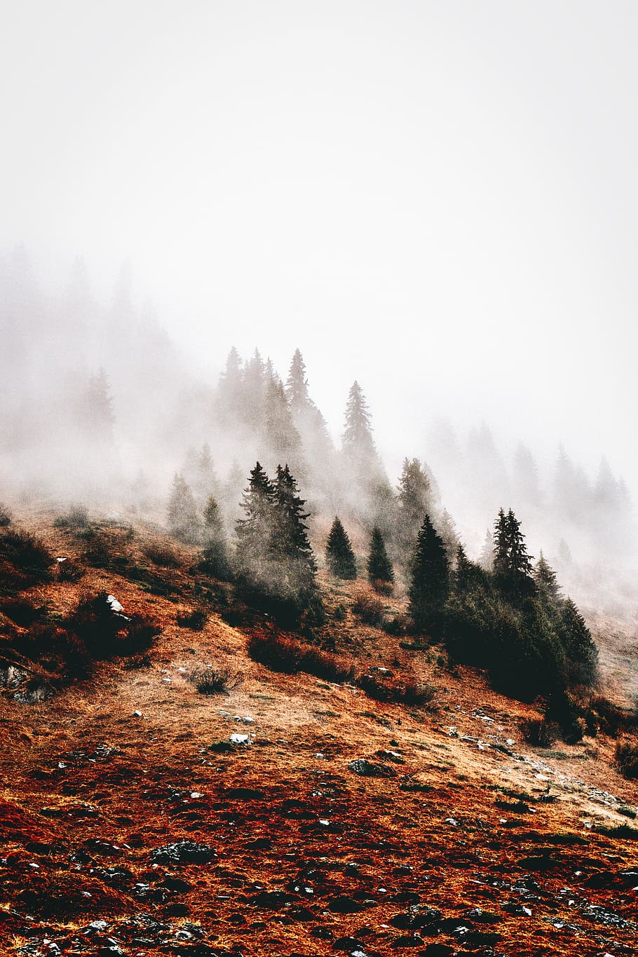 pine trees on hill during daytime, tranquility, beauty in nature HD wallpaper