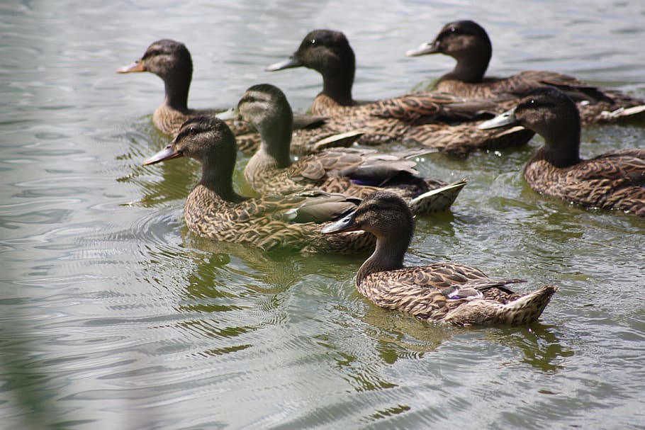 nature, ducks, pond, animal wildlife, animals in the wild, bird HD wallpaper