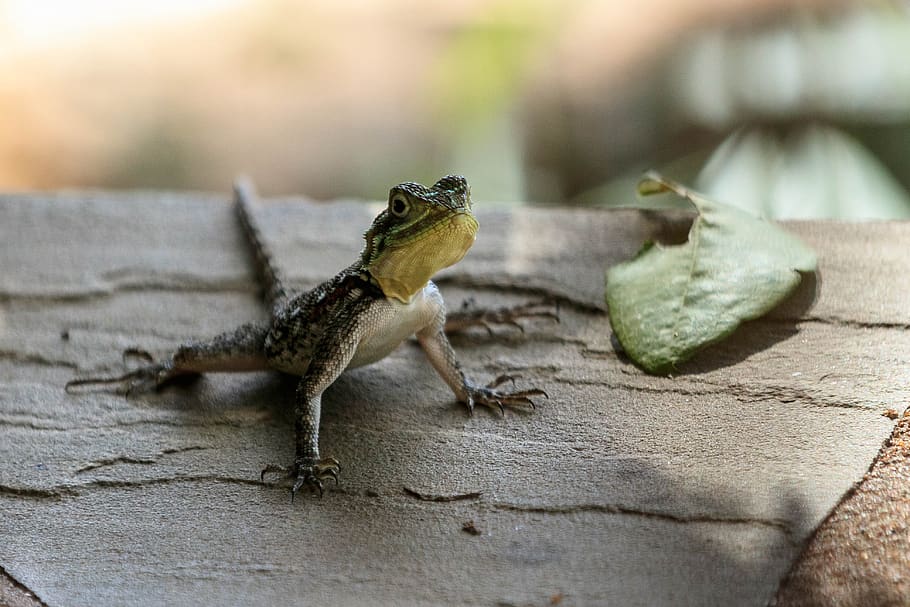 lizard, gecko, gecko lizard, nature, animal themes, one animal HD wallpaper