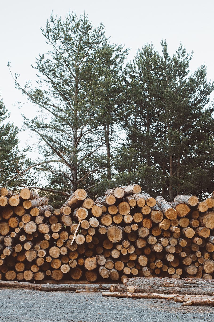 tree, stack, forest, timber, deforestation, wood, lumber industry, HD wallpaper