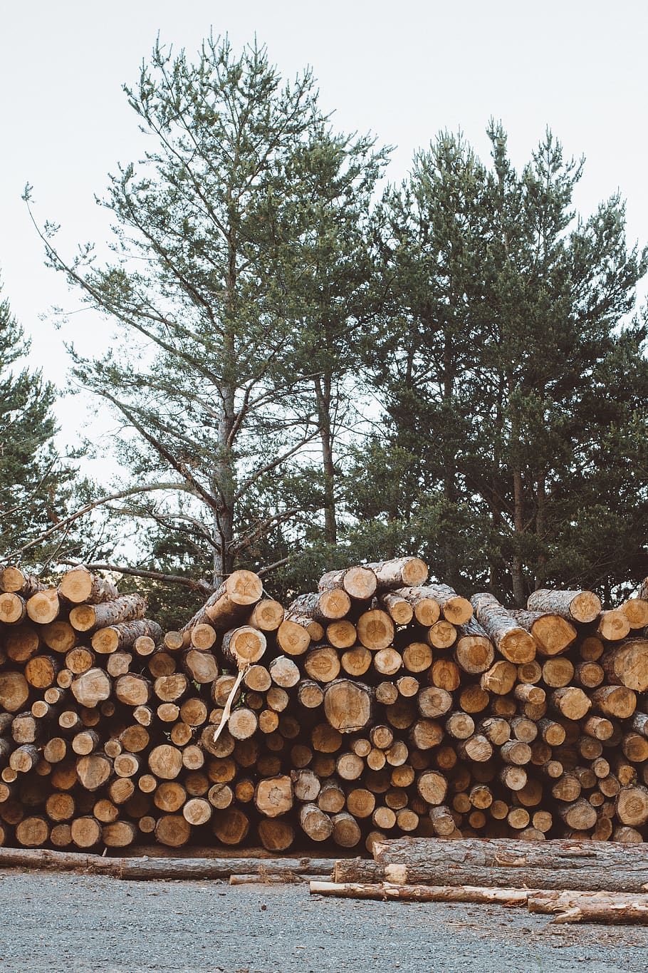 tree, stack, forest, timber, deforestation, wood, lumber industry HD wallpaper