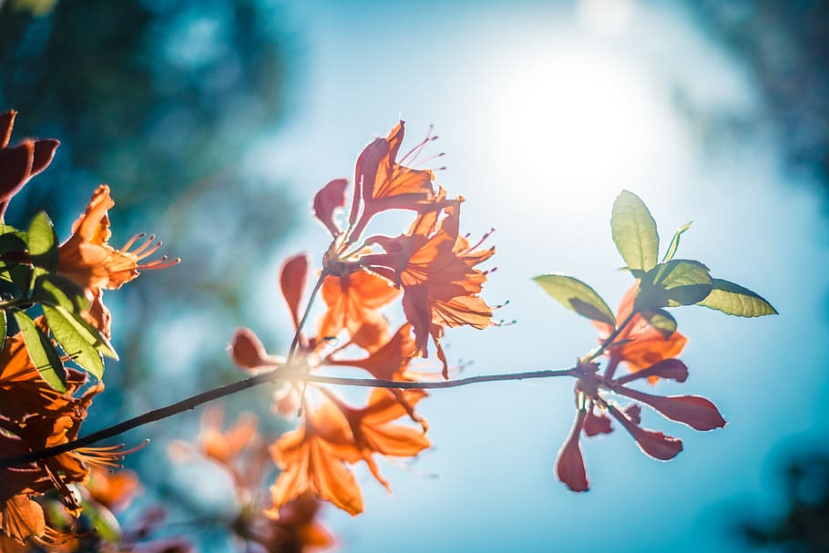 red flower splash art, plant, beauty in nature, growth, flowering plant HD wallpaper