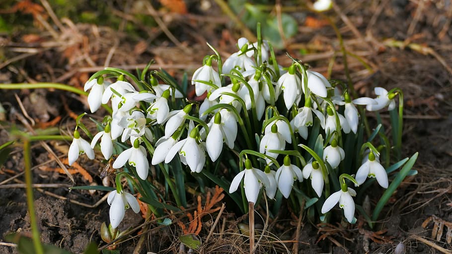 snowdrop, flowers, spring, garden, macro, snowdrops, plant HD wallpaper