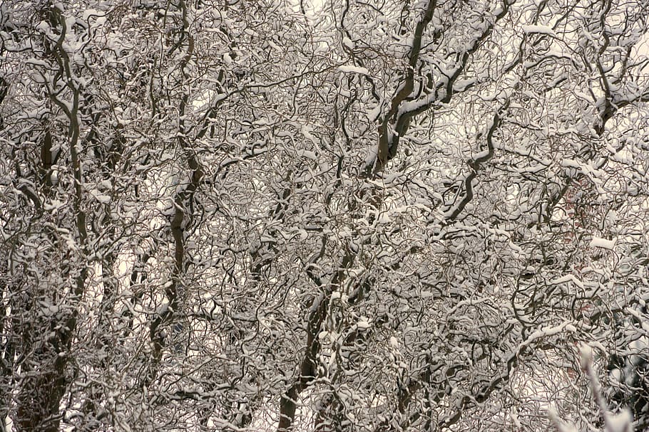 twisted, trees, snow, branches, gnarled, mesmerizing, pattern, HD wallpaper
