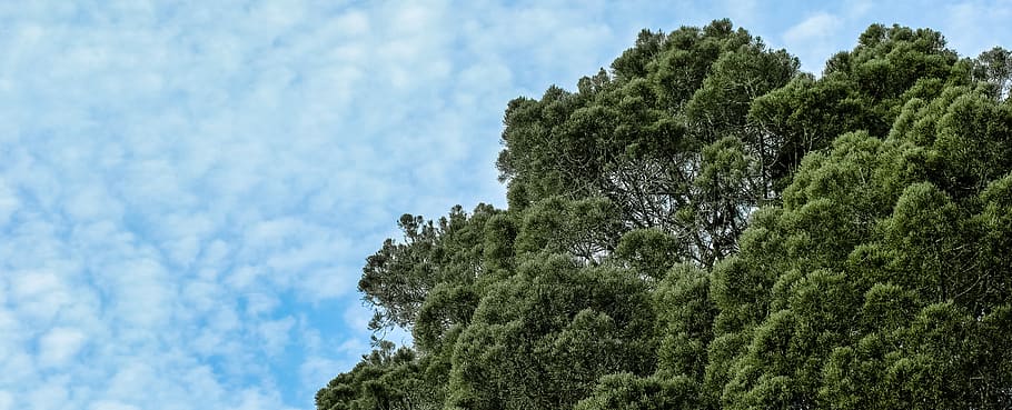 Green Leafed Tree Under Blue and White Sky, nature, panoramic HD wallpaper