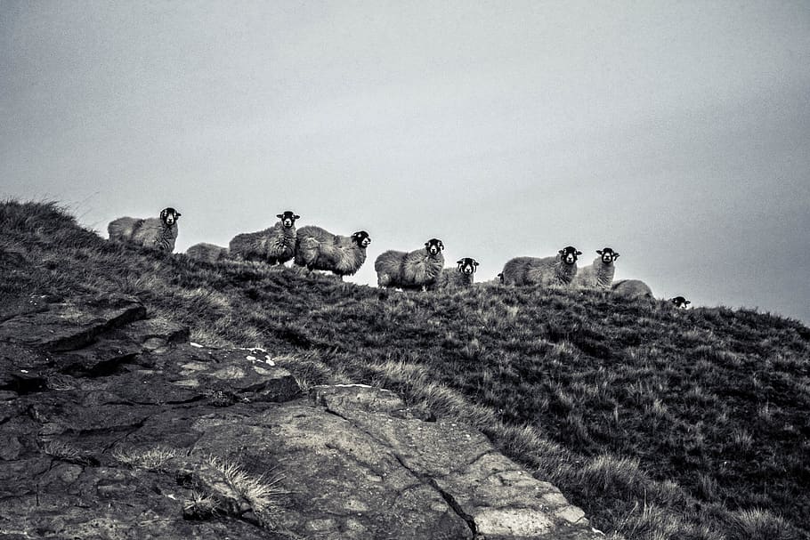 united kingdom, clitheroe, animal, sheep, countryside, black and white HD wallpaper