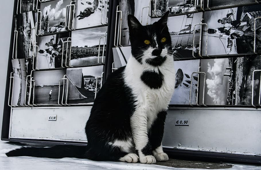 HD wallpaper: cat, black and white, postcard, contrast, feline, animal ...