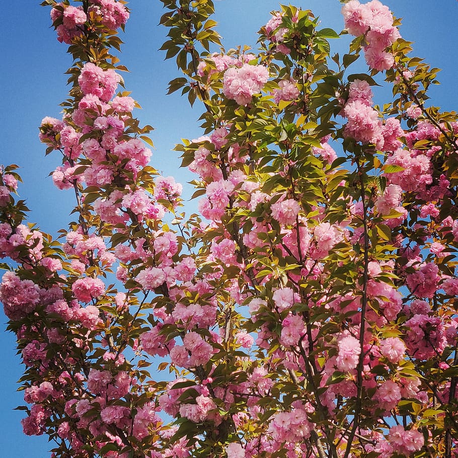 pink flowers in bloom, plant, blossom, cherry blossom, spring HD wallpaper