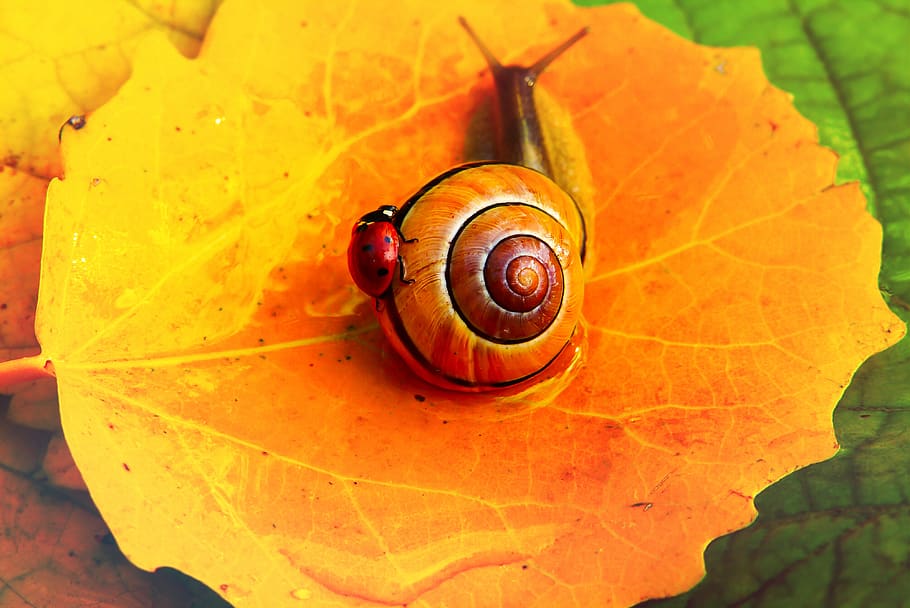 shell, mollusk, animal wildlife, gastropod, animal shell, snail HD wallpaper