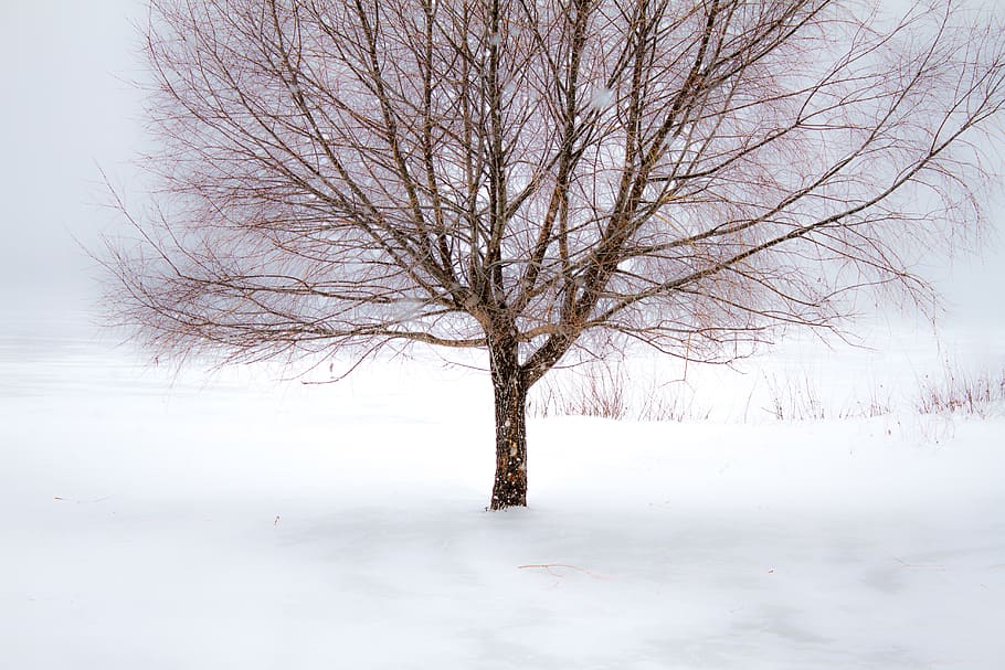 winter, tree, snow, landscape, branch, cold, wood, weather HD wallpaper