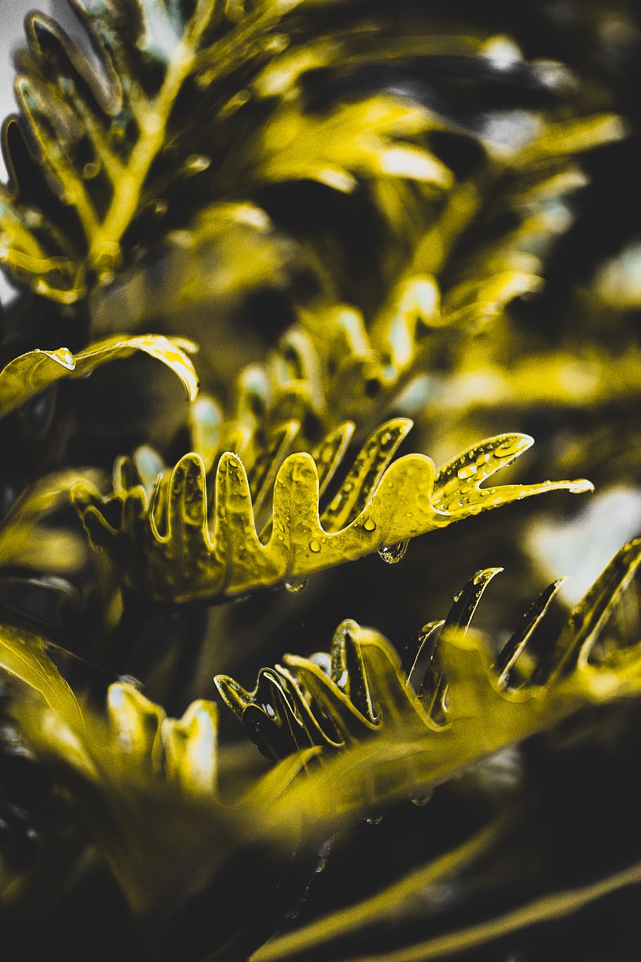 Shallow Focus Photography of Green Plant, beautiful, blur, bright HD wallpaper