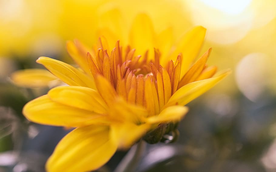 HD wallpaper: aster, yellow, bright, composites, flower, flowering