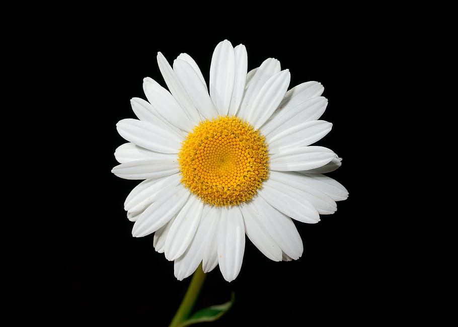 oxeye, daisy, nature, flower, fresh, fragrance, blooming, flowering plant, HD wallpaper