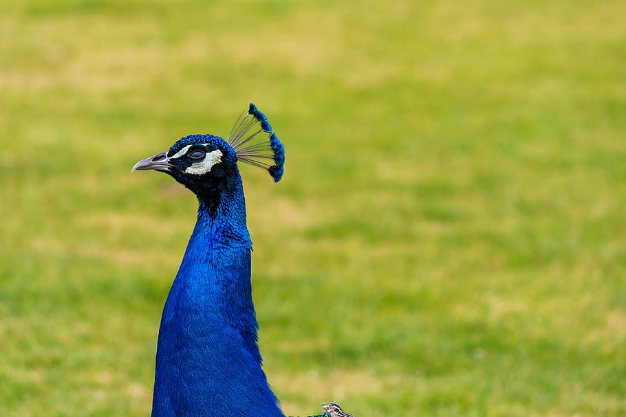 blue peacock in green field, animal, bird, mexico, mexico city