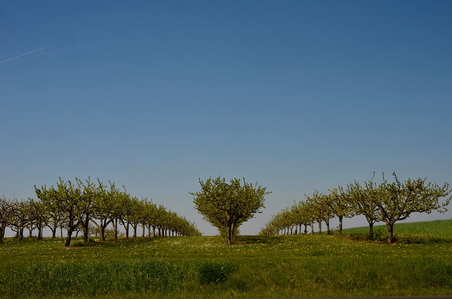 fruit trees, orchard, spring, agriculture, apple, plant, sky HD wallpaper