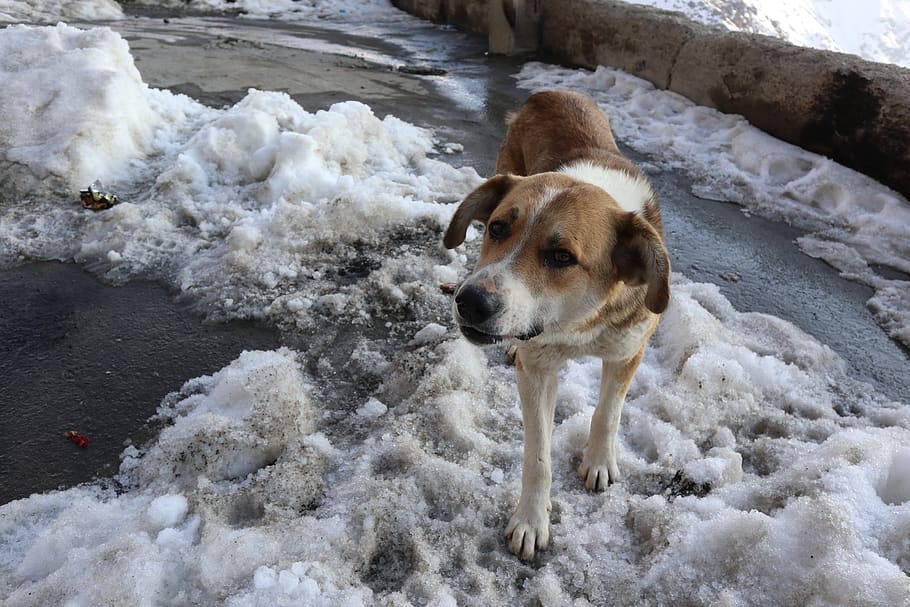 iran, tehran, kan, dog, snow, one animal, pets, domestic, canine HD wallpaper