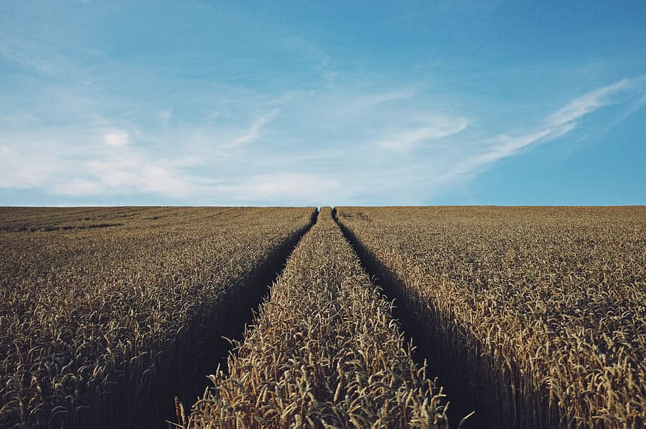 field, crop, grain, wheat, food, landscape, vegetable, agriculture HD wallpaper