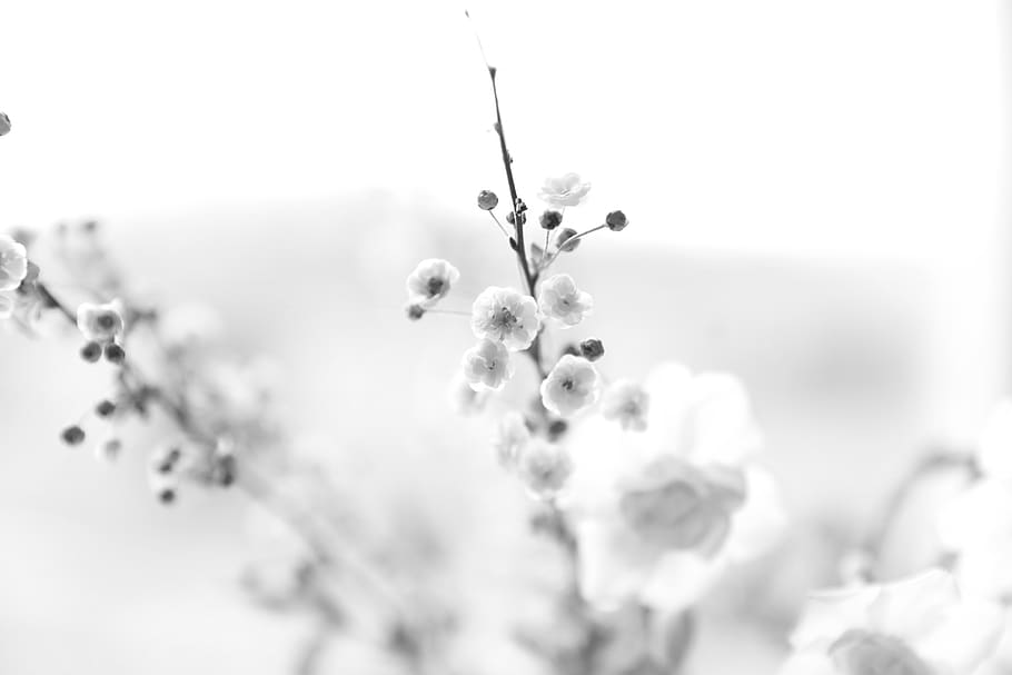 tree, flowers, plant, beauty in nature, flowering plant, freshness HD wallpaper