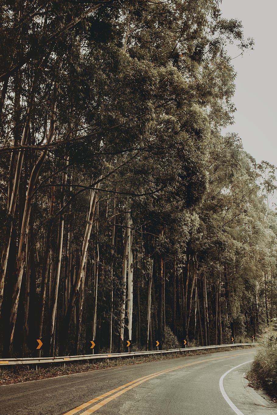 highway beside trees, plant, road, nature, brazil, pedra azul HD wallpaper