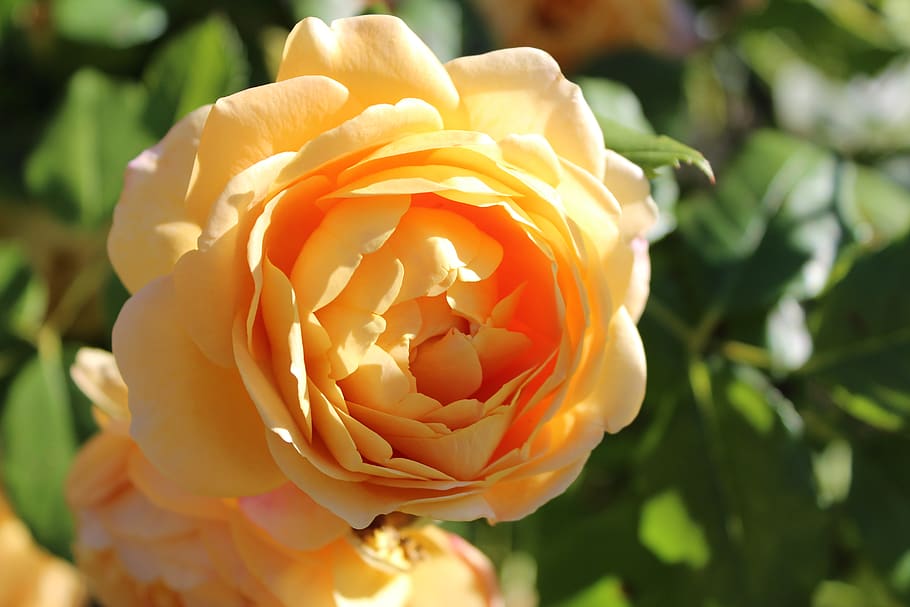rose, yellow, flower, flowering plant, beauty in nature, petal HD wallpaper