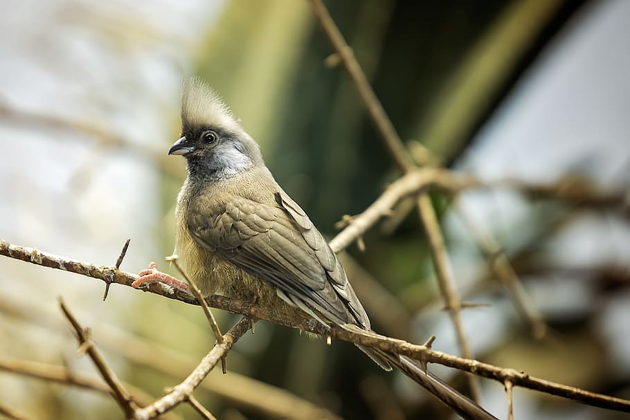 brown bird on brown stem, animal themes, vertebrate, one animal HD wallpaper