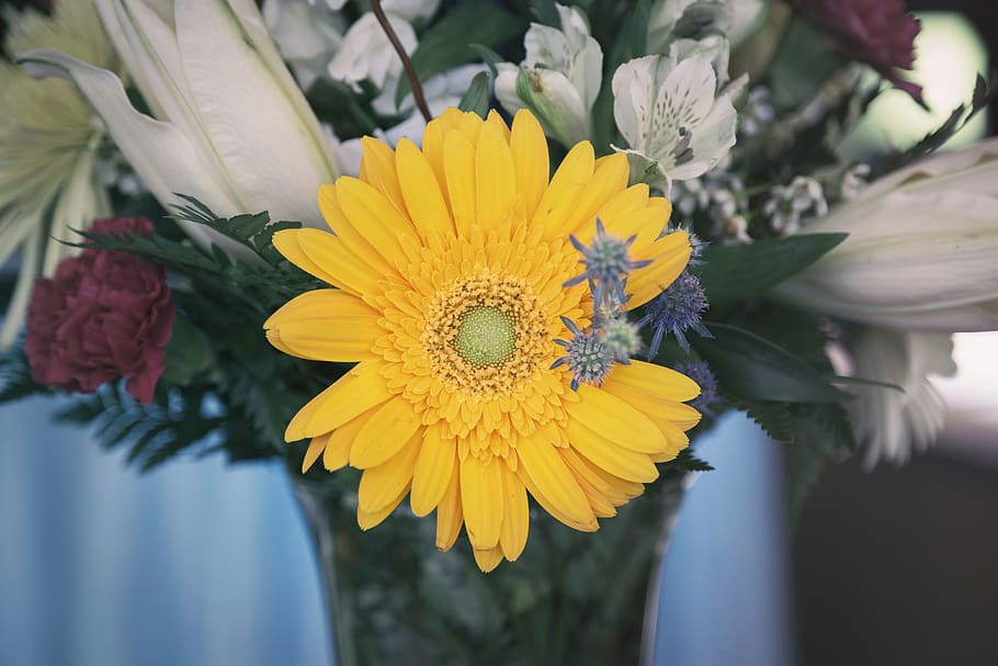 flower, yellow, petal, bloom, garden, plant, nature, autumn HD wallpaper
