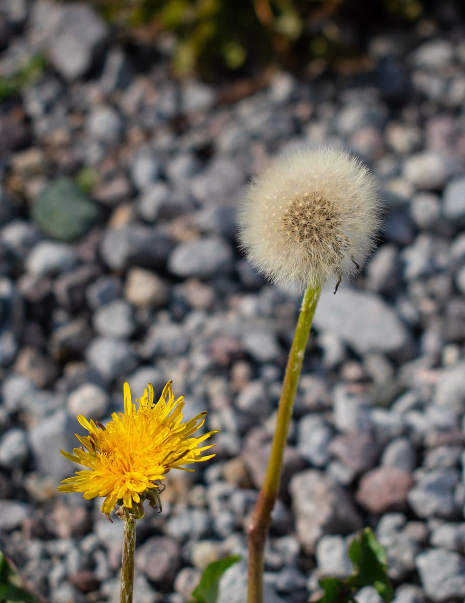 dandelion, wild flowers, rocks, macro, nature, flowering plant HD wallpaper