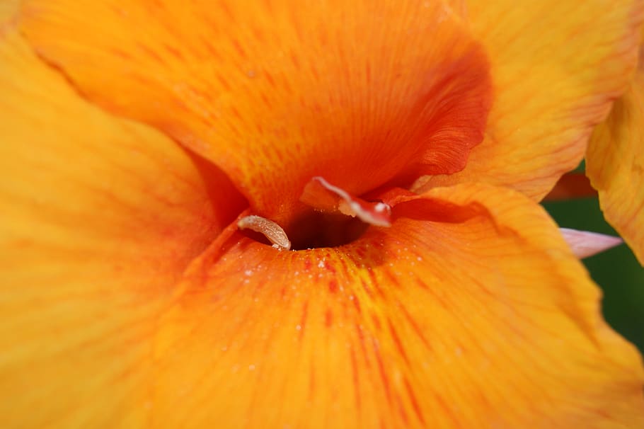 guatemala, flower, flowering plant, close-up, freshness, petal HD wallpaper