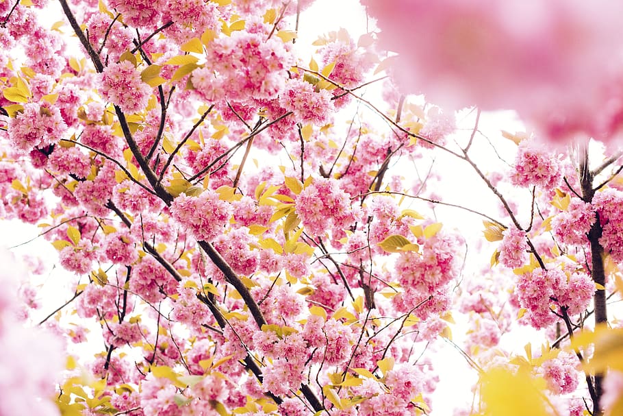 flower, pink, petal, bloom, garden, plant, nature, autumn, fall HD wallpaper