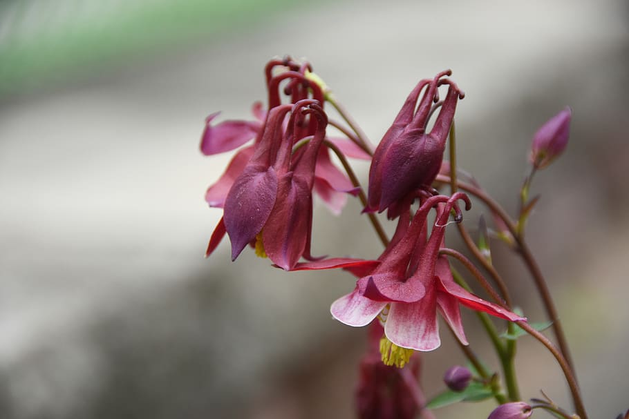 ladd, flowers, spring, soft, main claw, improved new, flowering plant HD wallpaper