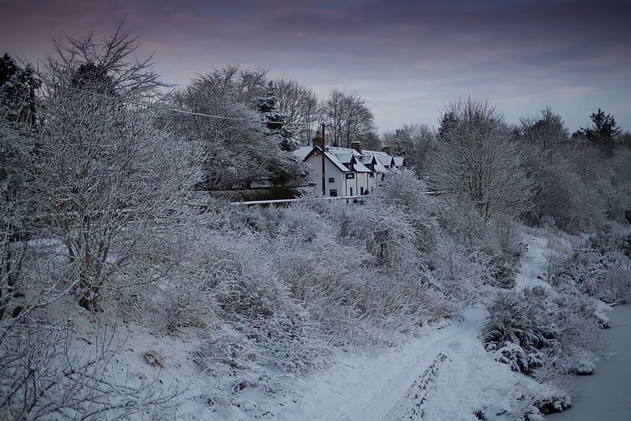 tree, building exterior, built structure, architecture, snow HD wallpaper