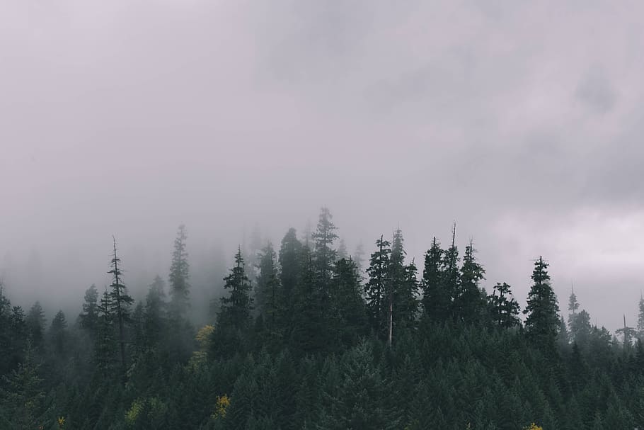 tree, nature, forest, wilderness, mountain, cloud, fog, mist, HD wallpaper