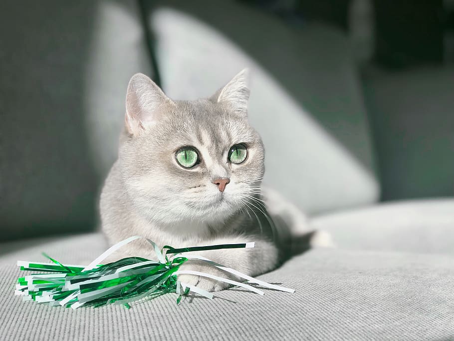 gray cat, pets, domestic, domestic cat, one animal, domestic animals HD wallpaper