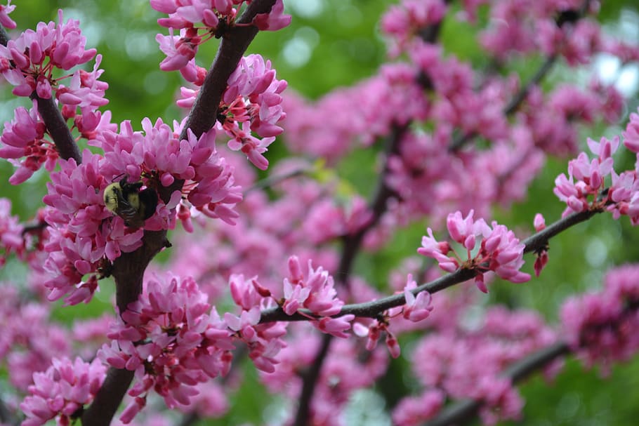 pink, green, bee, flowers, plant, spring, bush, tree, bloom HD wallpaper
