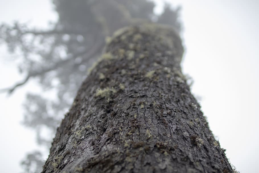 tree, plant, tree trunk, moss, bark, para rubber tree, algae HD wallpaper