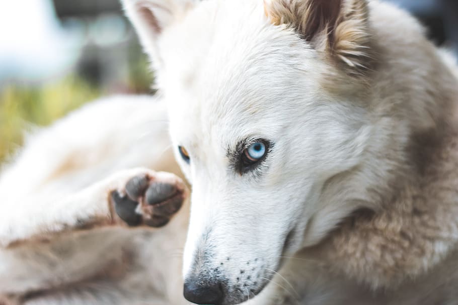 white wolf at daytime, animal themes, one animal, mammal, domestic HD wallpaper