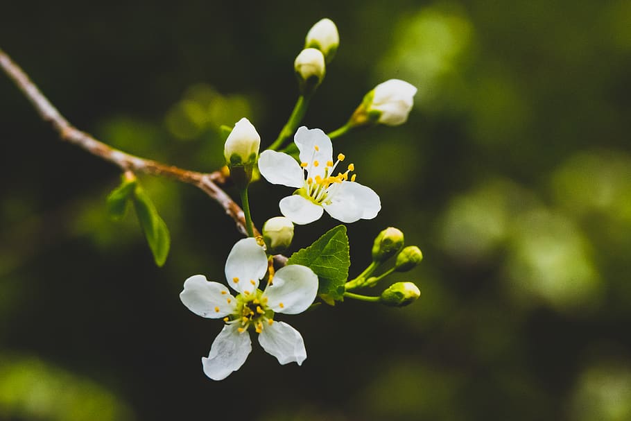 white petaled flowers, plant, pollen, blossom, spring, macro HD wallpaper